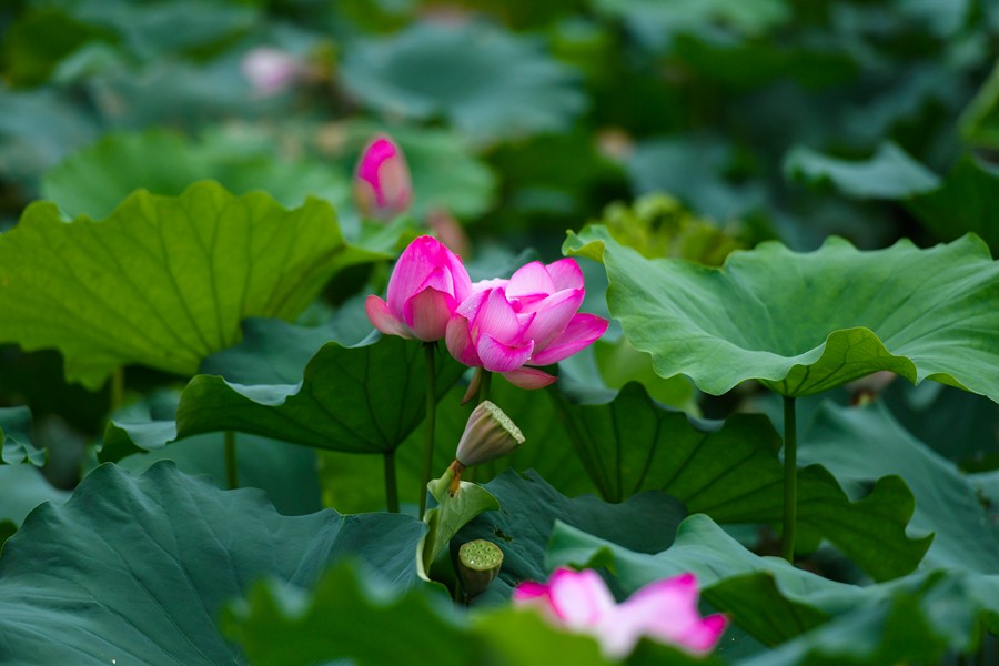 荷花盛開 美在當(dāng)夏