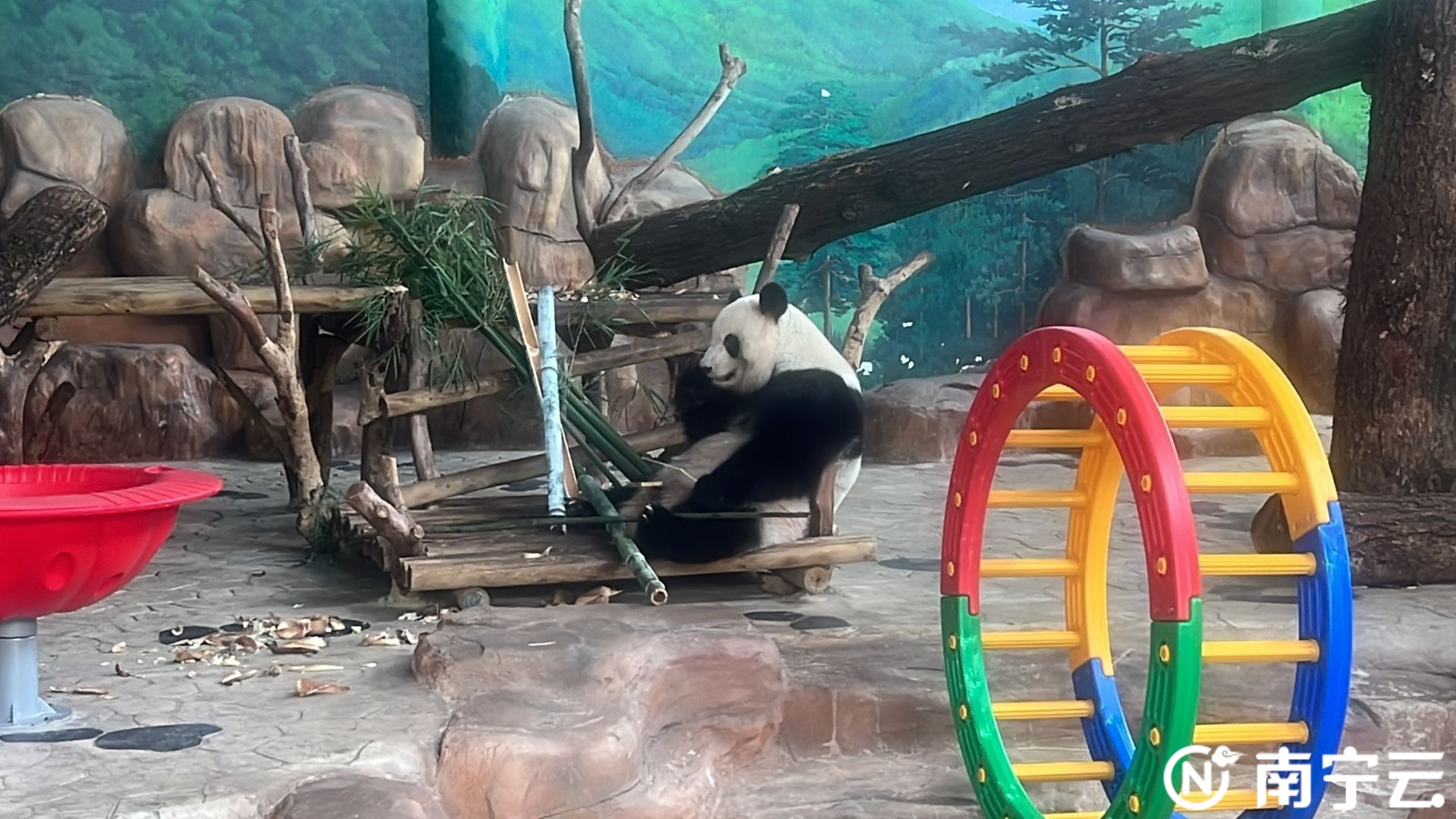 西瓜、冰棍、冰床、冰水浴……南寧動物園的動物們上演“花式避暑”