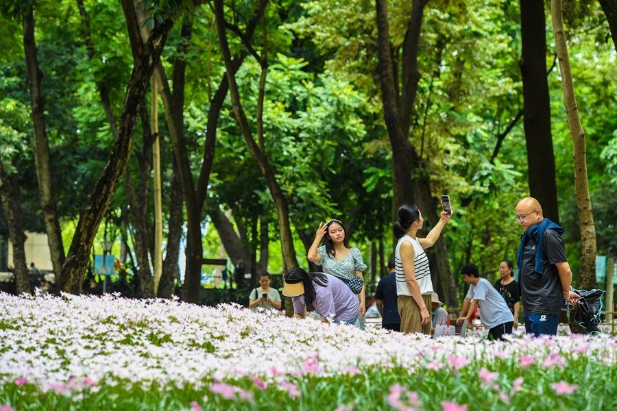 雨過天晴 這片花田散發(fā)著“初戀”的清香