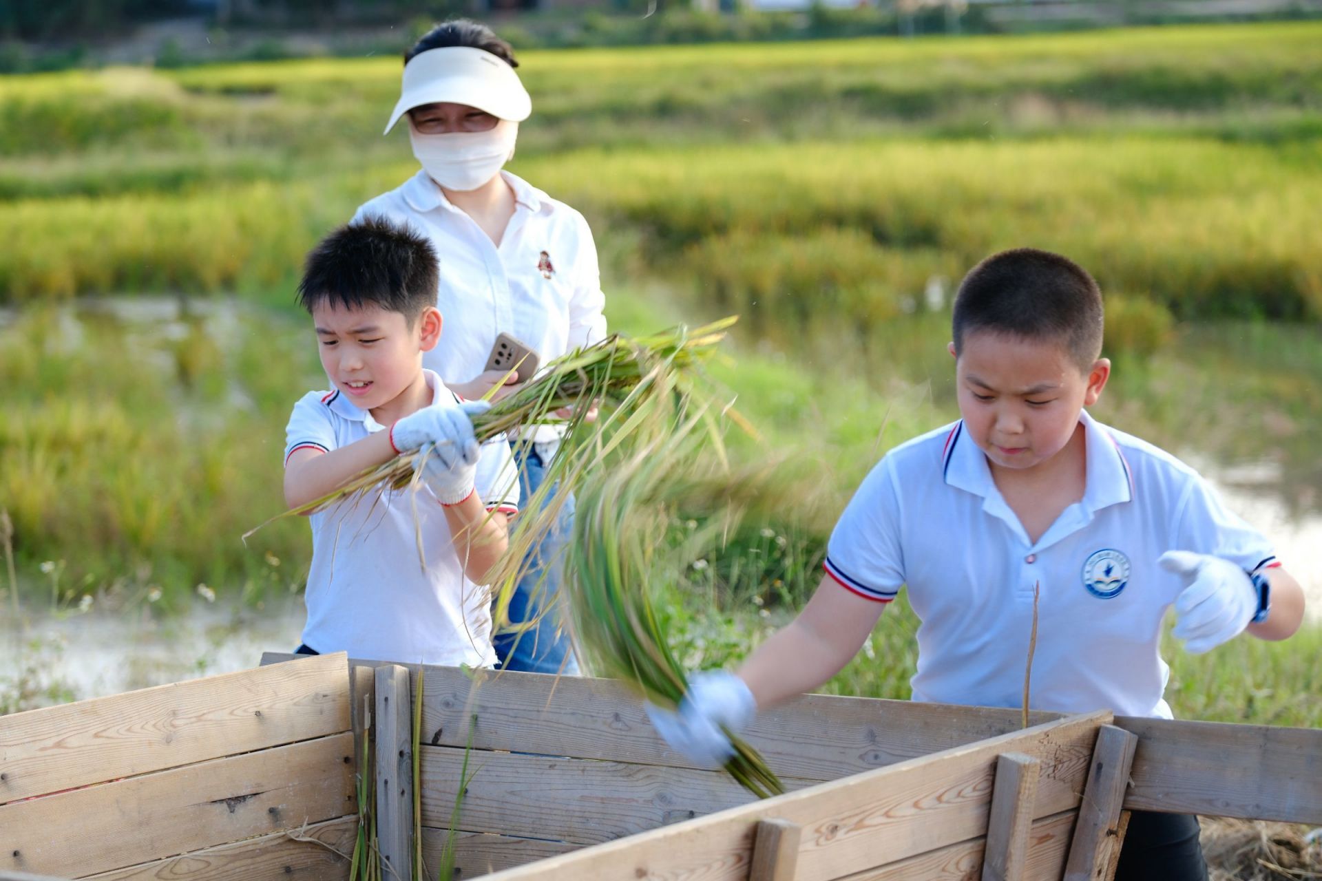 “豐”景如畫(huà)，樂(lè)享勞動(dòng)！南寧市越秀路小學(xué)開(kāi)展秋收實(shí)踐活動(dòng)