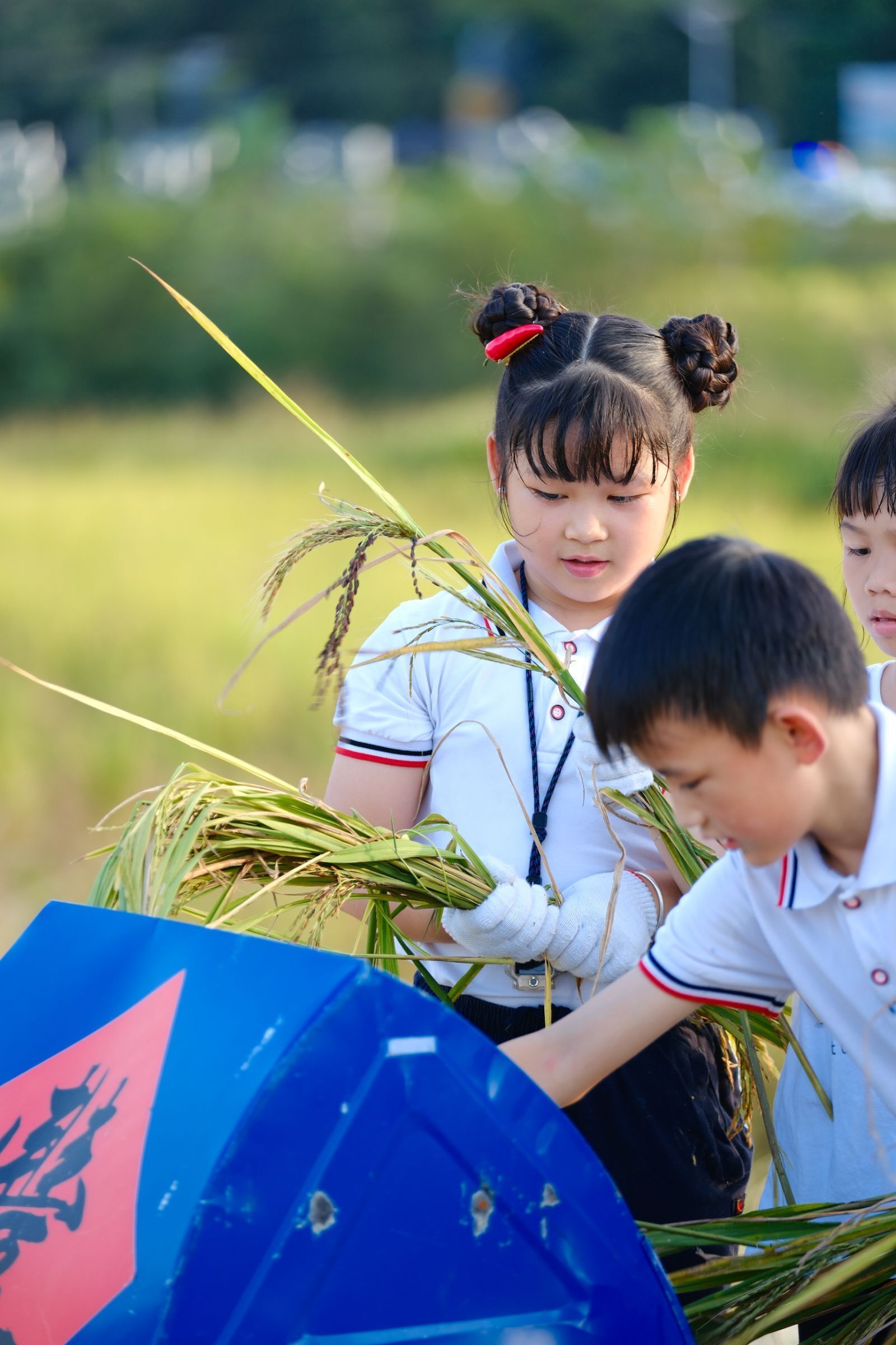 “豐”景如畫(huà)，樂(lè)享勞動(dòng)！南寧市越秀路小學(xué)開(kāi)展秋收實(shí)踐活動(dòng)