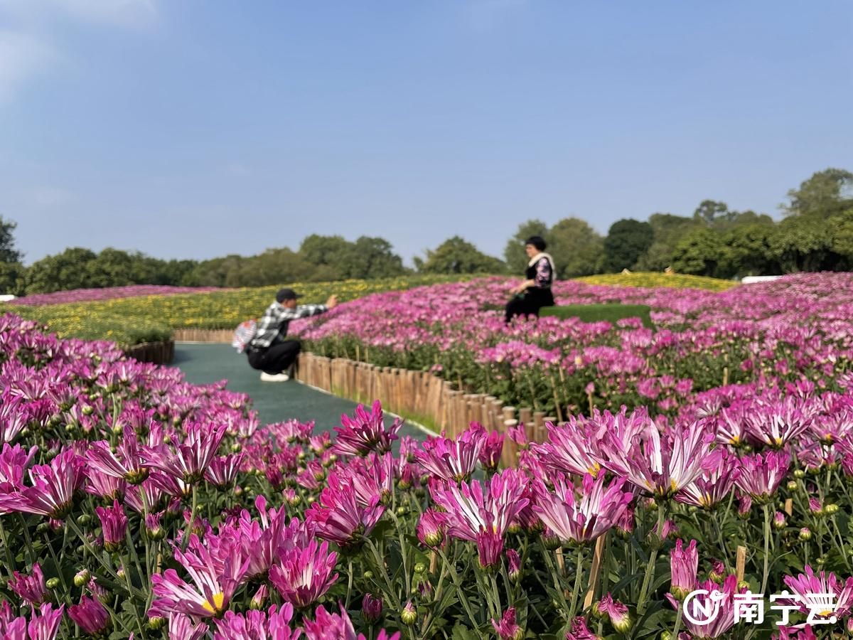 10萬余盆約150個(gè)品種！南寧青秀山第八屆菊花展精彩紛呈