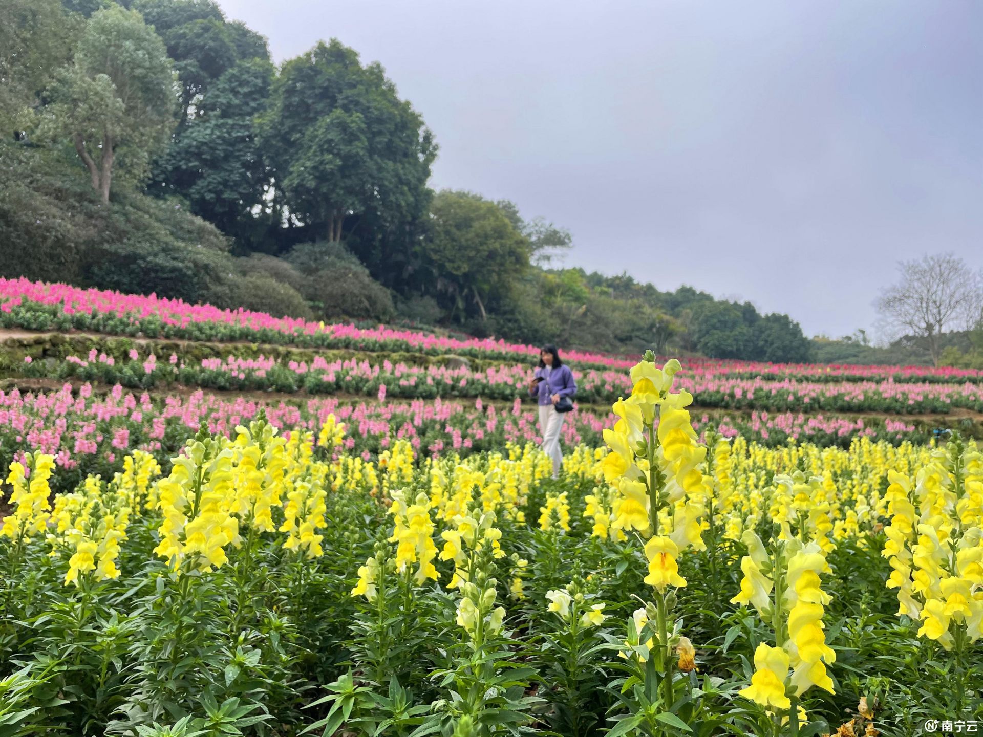 這個春天來南寧吧！一起去青秀山看浪漫花海