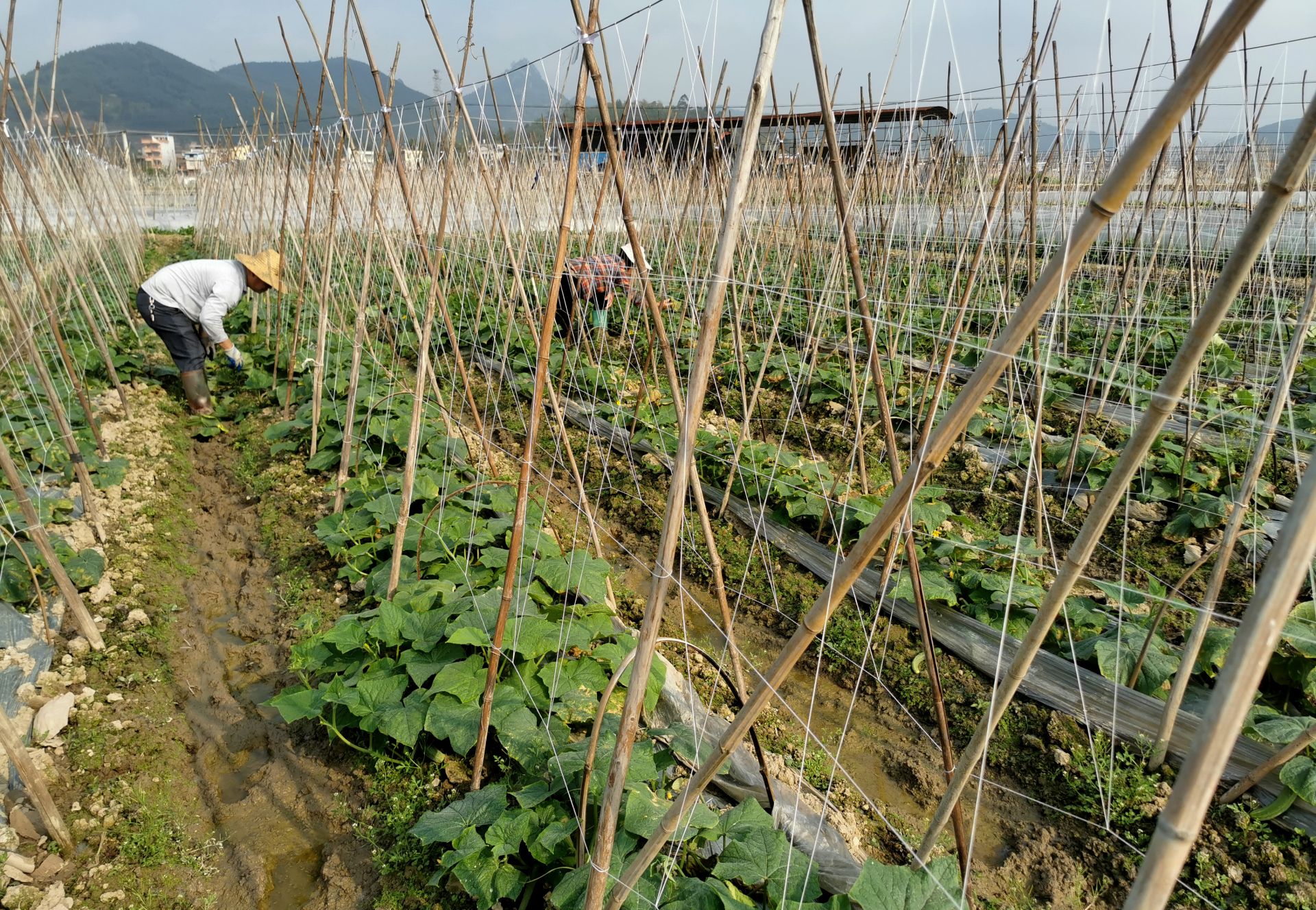 南寧：五塘田園披春裝