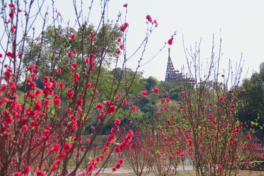 桃花國風(fēng)雅集、花神巡游……2024年南寧園博園第一屆山水桃花節(jié)來了！