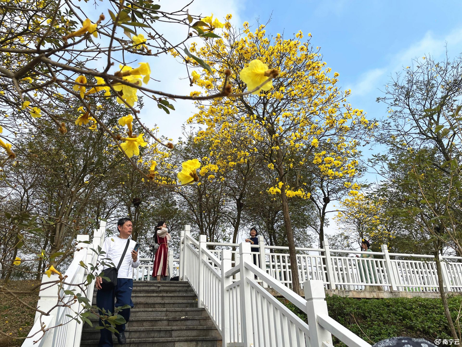 這個春天來南寧吧！一起去青秀山看浪漫花海