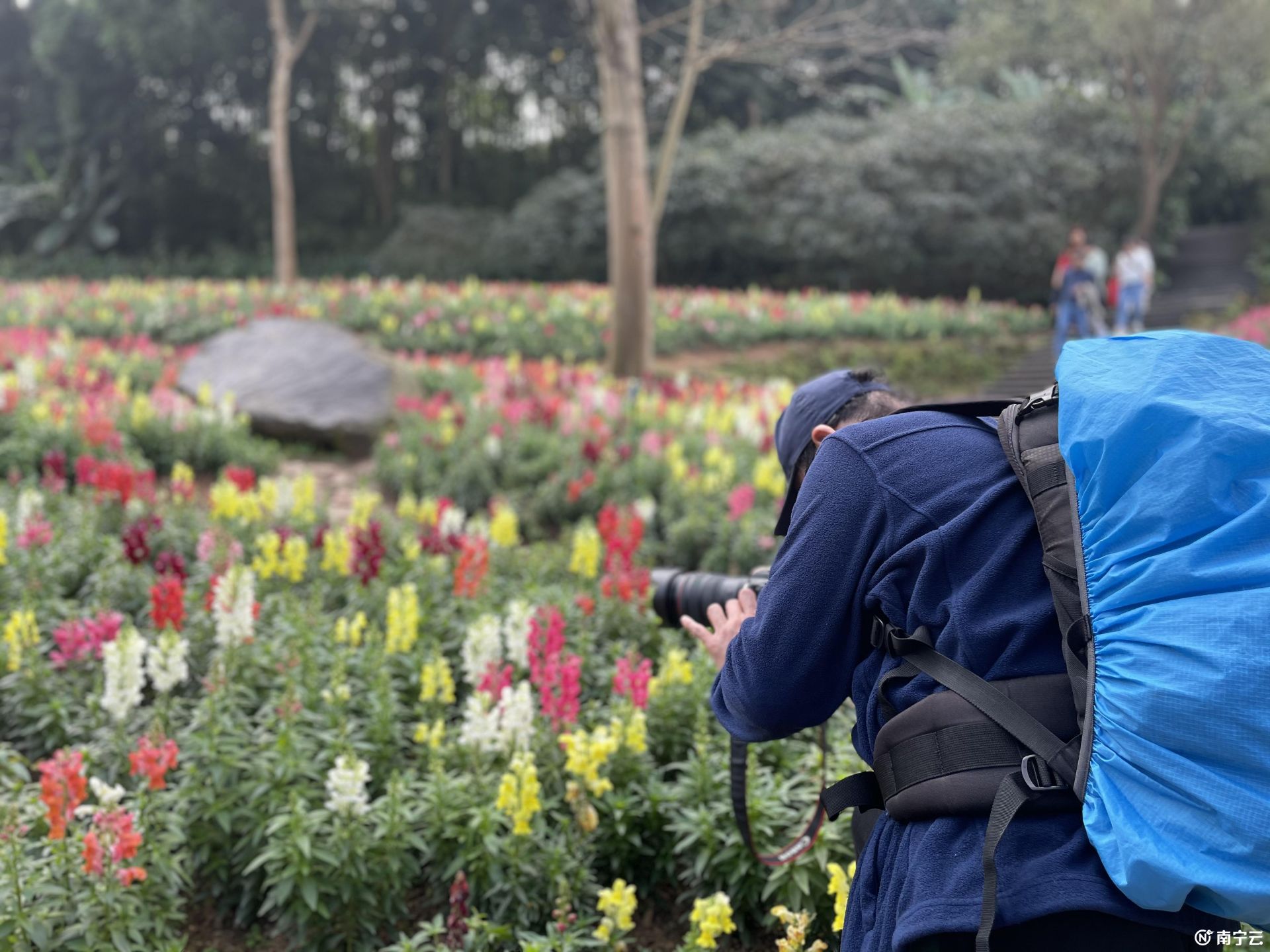 這個春天來南寧吧！一起去青秀山看浪漫花海