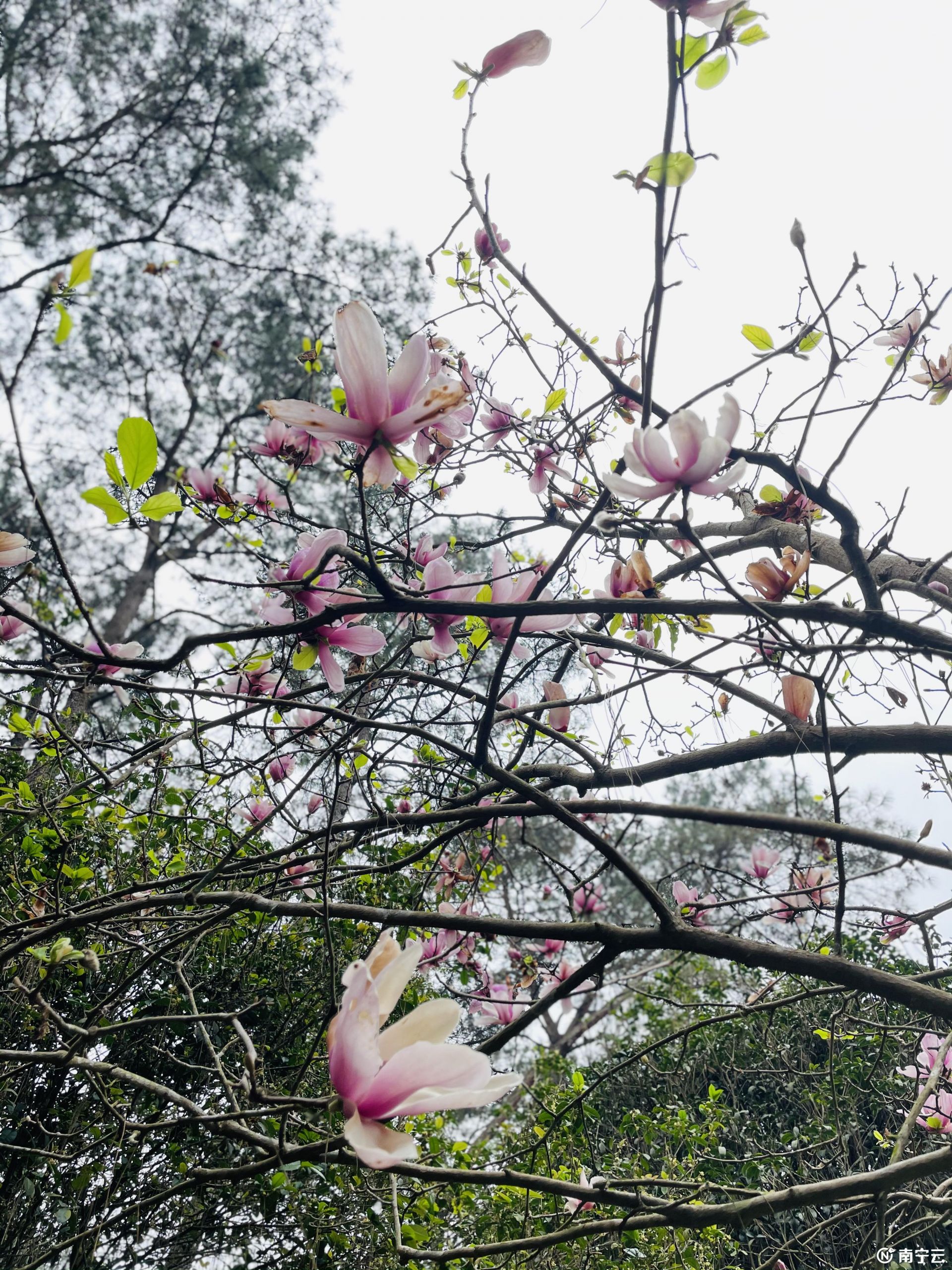 這個春天來南寧吧！一起去青秀山看浪漫花海