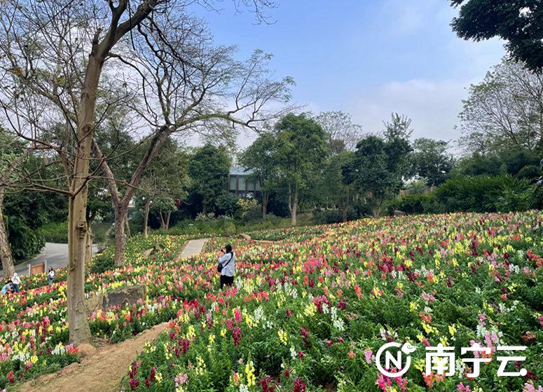 這個春天來南寧吧！一起去青秀山看浪漫花海