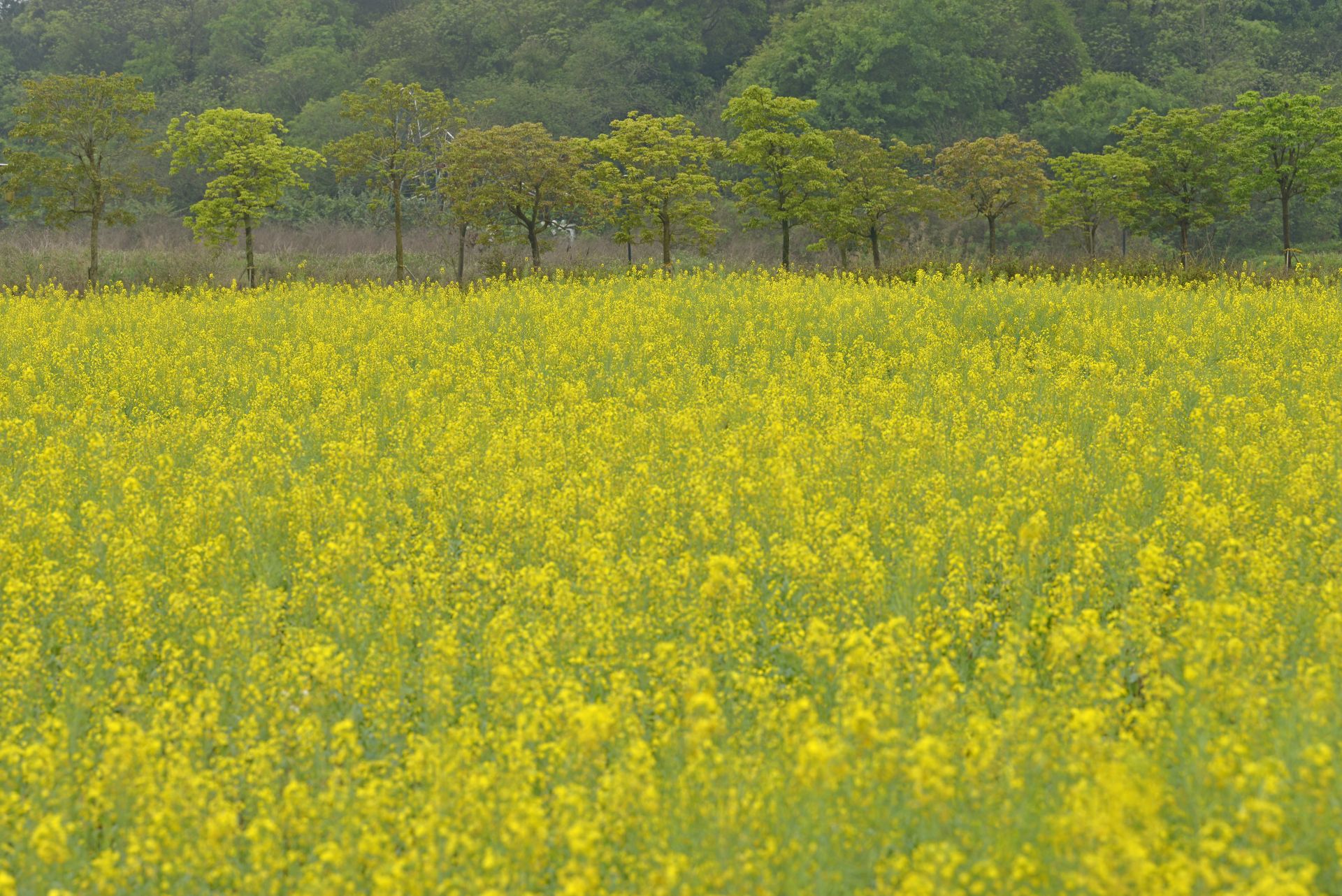 邕寧區(qū)：頂螄山油菜花開招客來