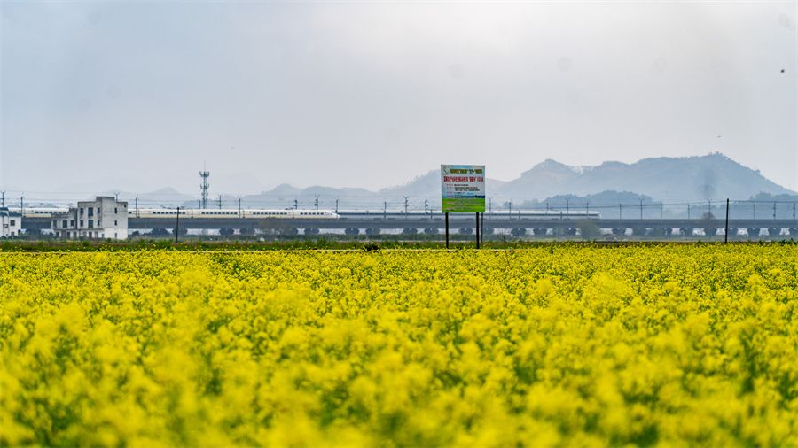 春日限定！賓陽縣古辣鎮(zhèn)油菜花?！敖稹逼G上線