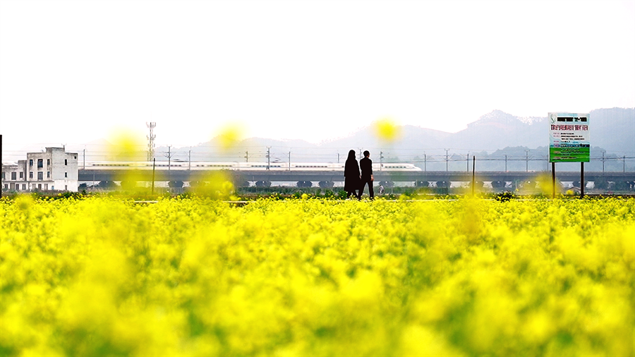 春日限定！賓陽縣古辣鎮(zhèn)油菜花?！敖稹逼G上線