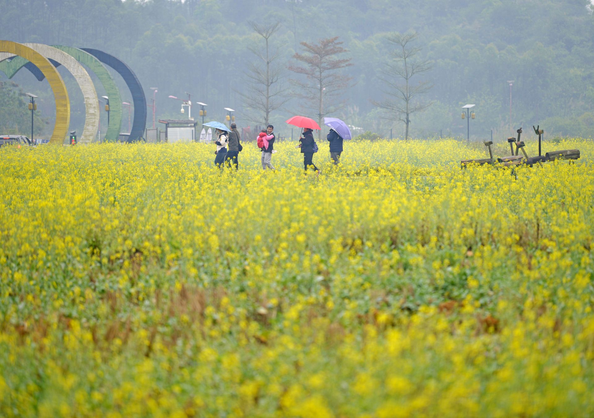 邕寧區(qū)：頂螄山油菜花開招客來