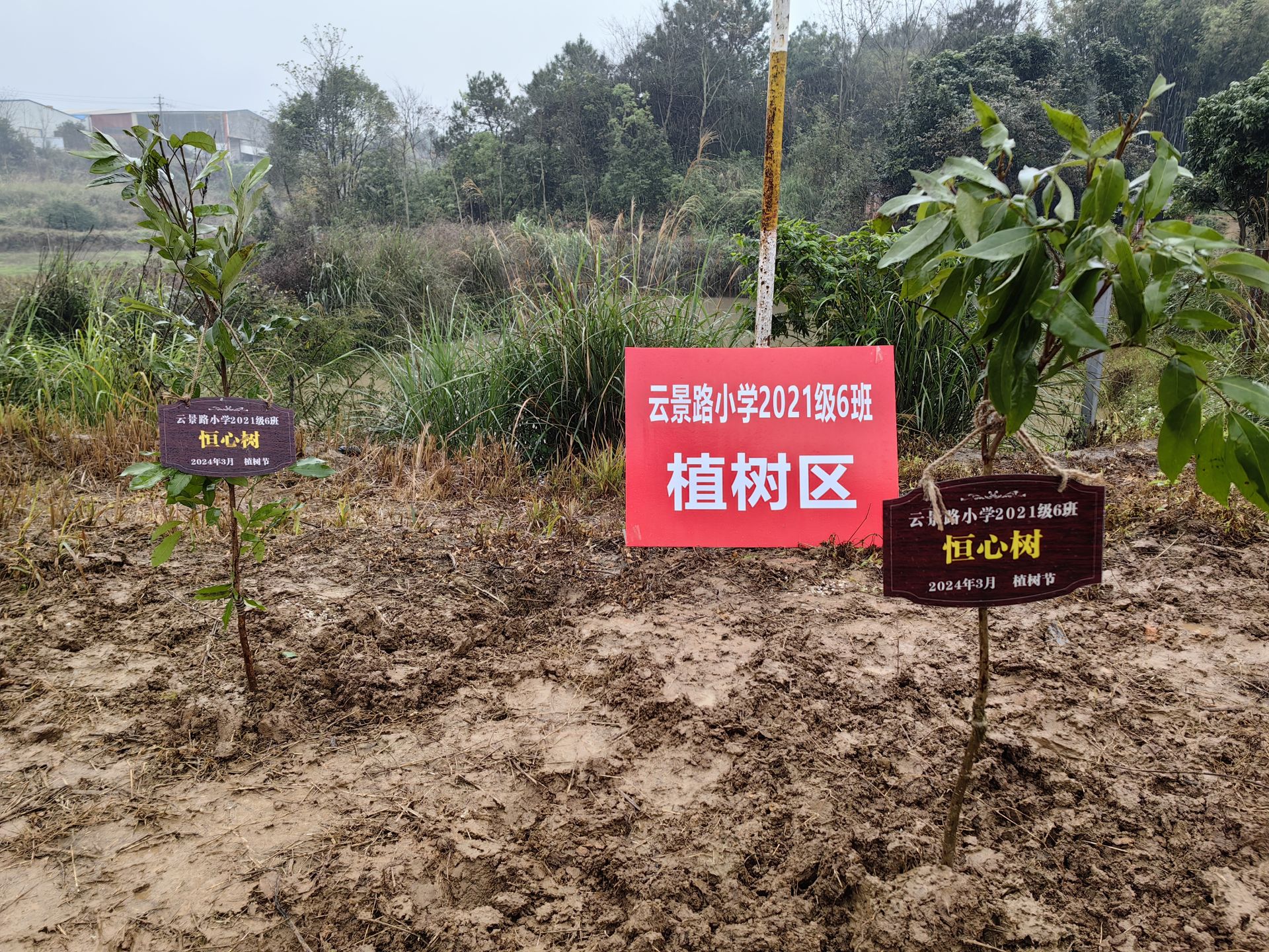 植此新綠染春色 共建青山迎春來！南寧市云景路小學恒心中隊植樹活動