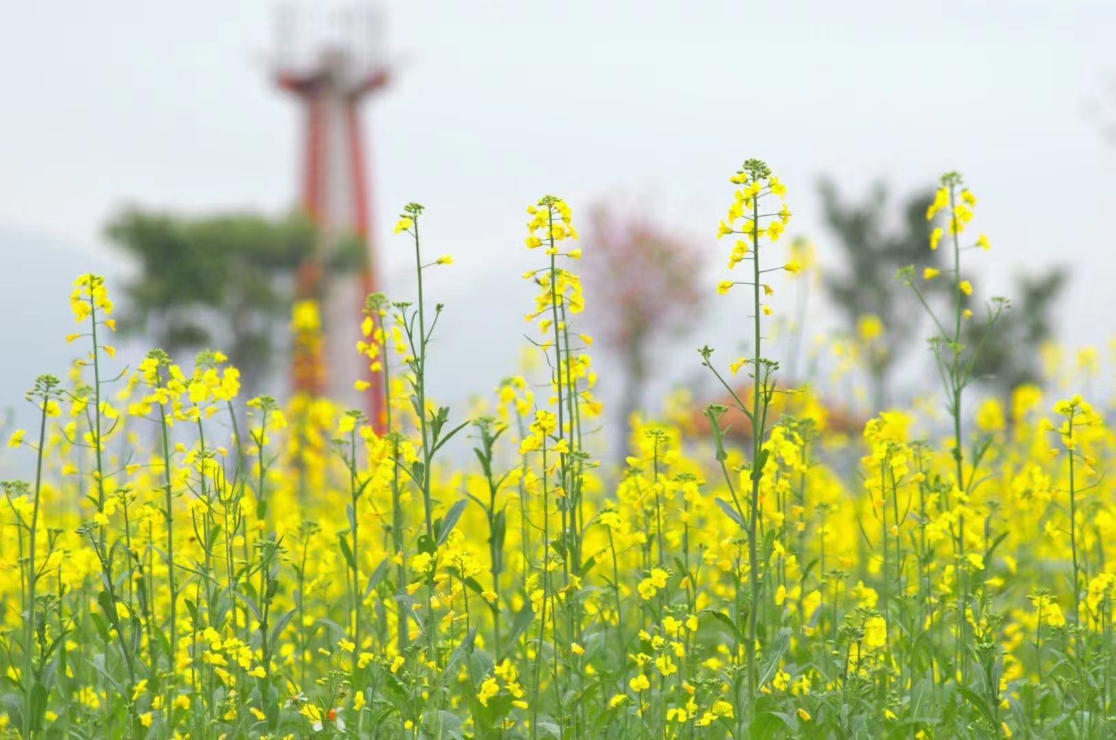 江南區(qū)江西鎮(zhèn)三江坡：春分邂逅油菜花 江南春色更醉人