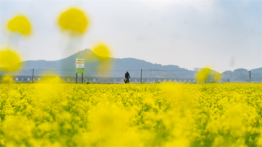 春日限定！賓陽縣古辣鎮(zhèn)油菜花海“金”艷上線