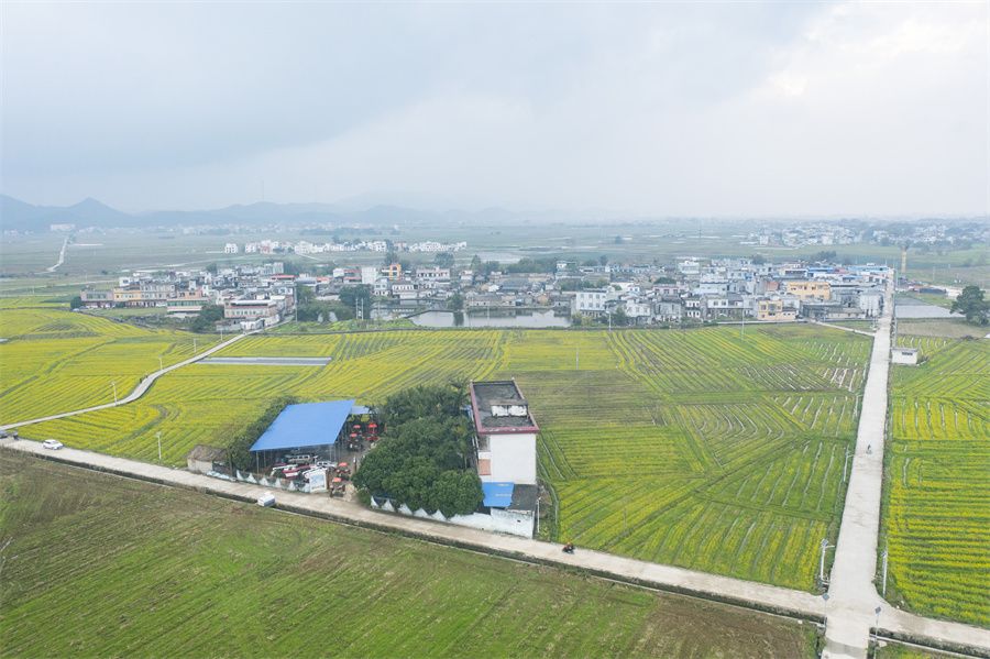 春日限定！賓陽縣古辣鎮(zhèn)油菜花海“金”艷上線