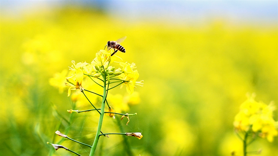 春日限定！賓陽(yáng)縣古辣鎮(zhèn)油菜花?！敖稹逼G上線