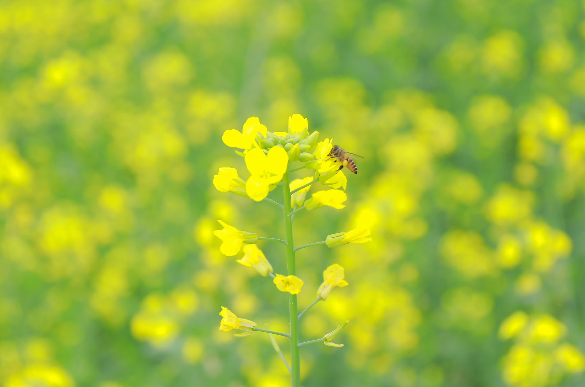 江南區(qū)江西鎮(zhèn)三江坡：春分邂逅油菜花 江南春色更醉人