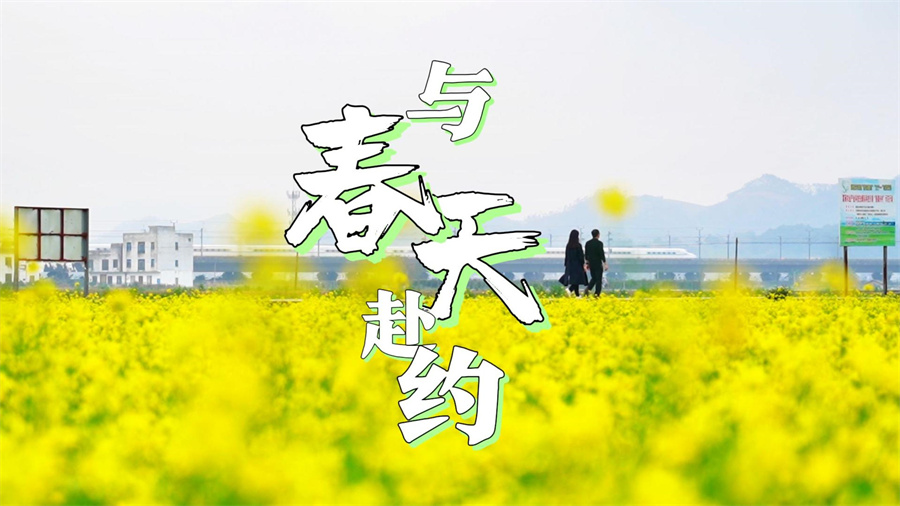 在賓陽縣古辣鎮(zhèn)，看成片油菜花海競相開放！