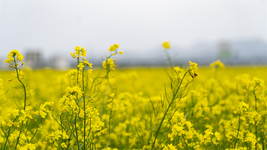 春日限定！賓陽(yáng)縣古辣鎮(zhèn)油菜花?！敖稹逼G上線