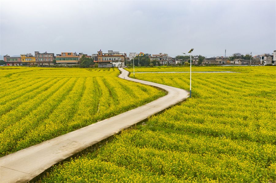 春日限定！賓陽(yáng)縣古辣鎮(zhèn)油菜花?！敖稹逼G上線