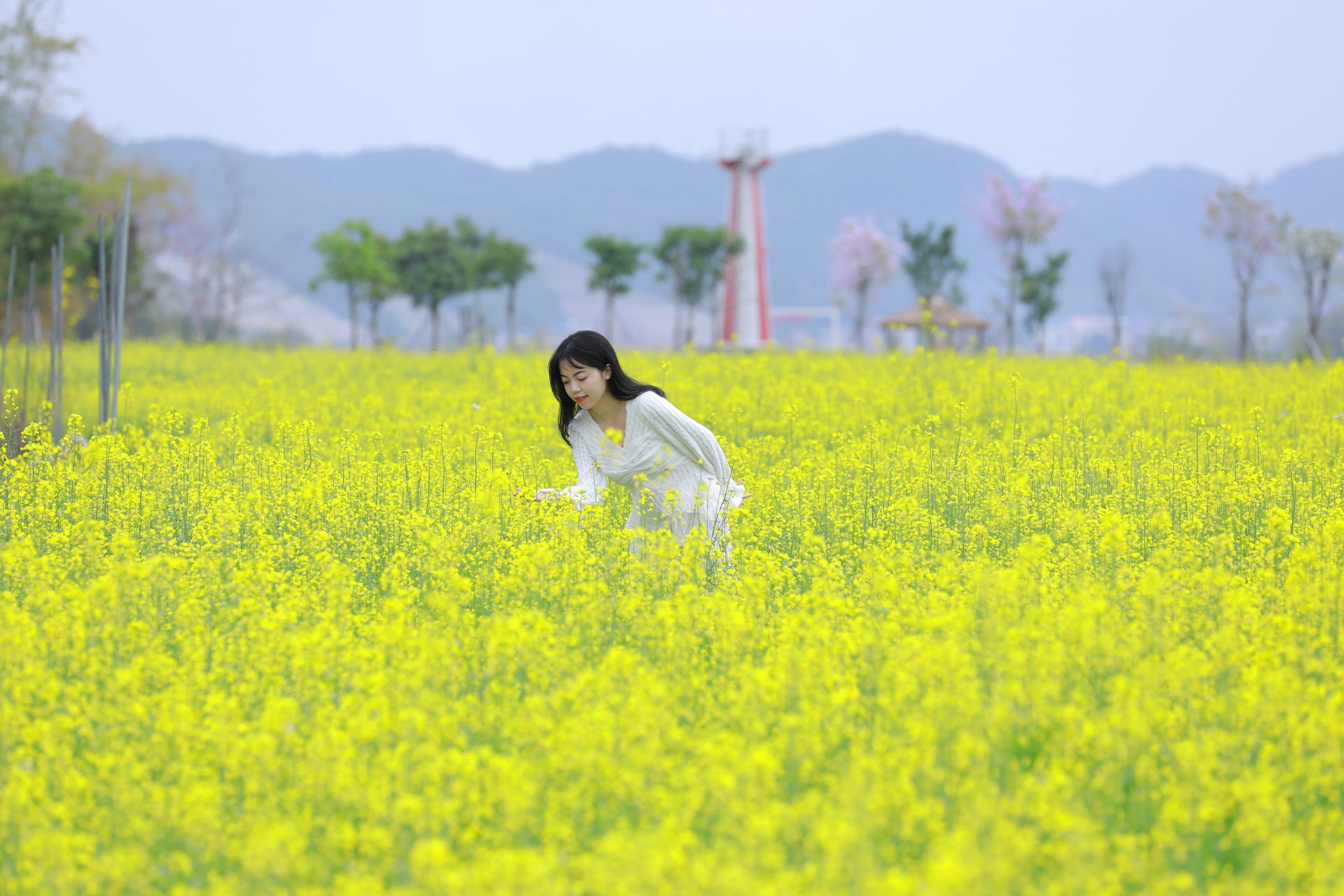 江南區(qū)江西鎮(zhèn)三江坡：春分邂逅油菜花 江南春色更醉人