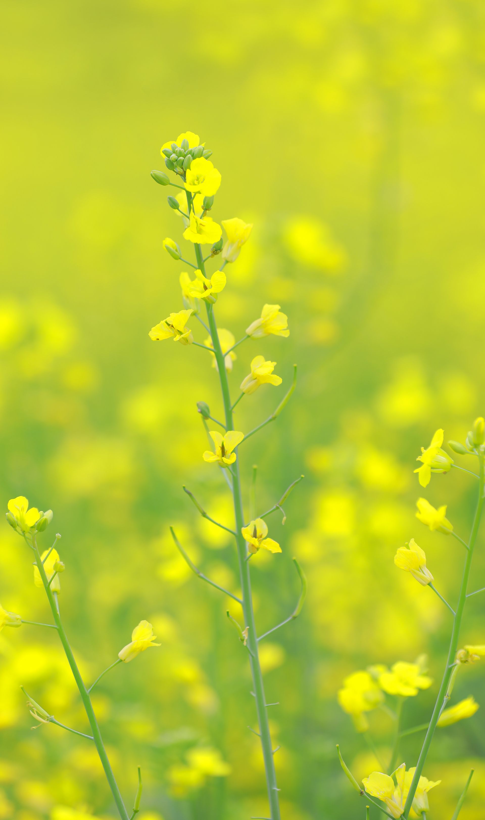 江南區(qū)江西鎮(zhèn)三江坡：春分邂逅油菜花 江南春色更醉人