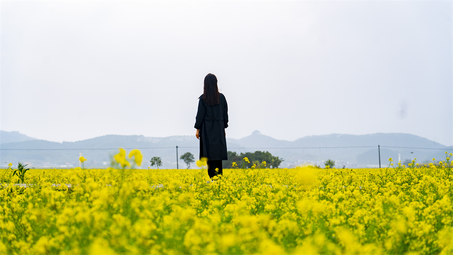 春日限定！賓陽縣古辣鎮(zhèn)油菜花海“金”艷上線