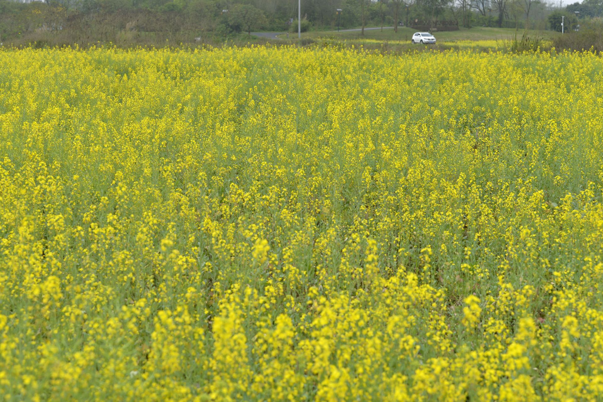 邕寧區(qū)：頂螄山油菜花開招客來