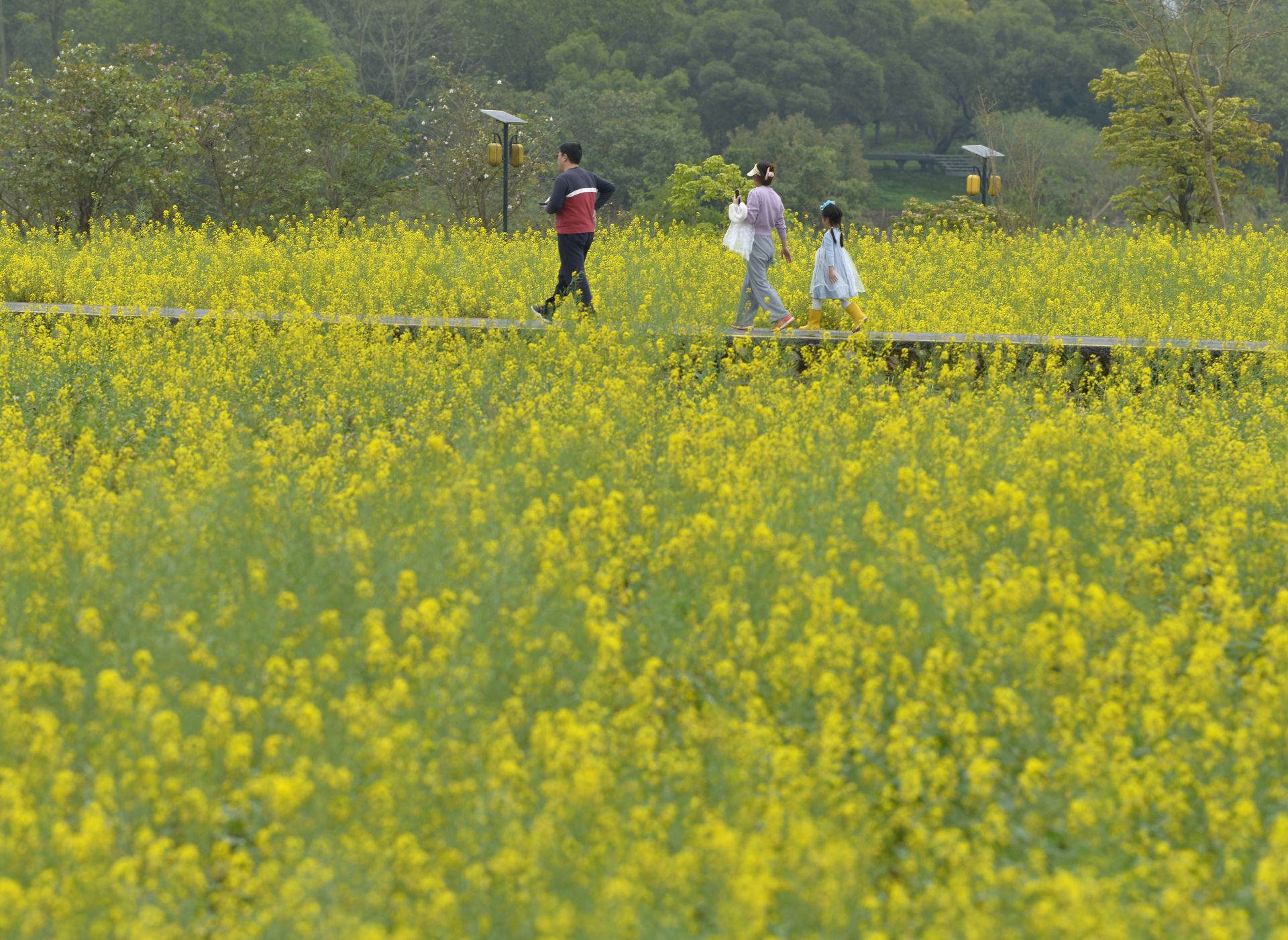 邕寧區(qū)：頂螄山油菜花開招客來