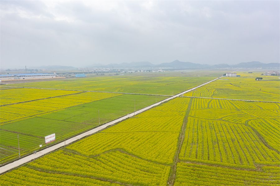 春日限定！賓陽縣古辣鎮(zhèn)油菜花?！敖稹逼G上線