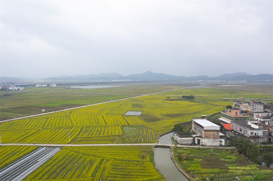 春日限定！賓陽縣古辣鎮(zhèn)油菜花?！敖稹逼G上線