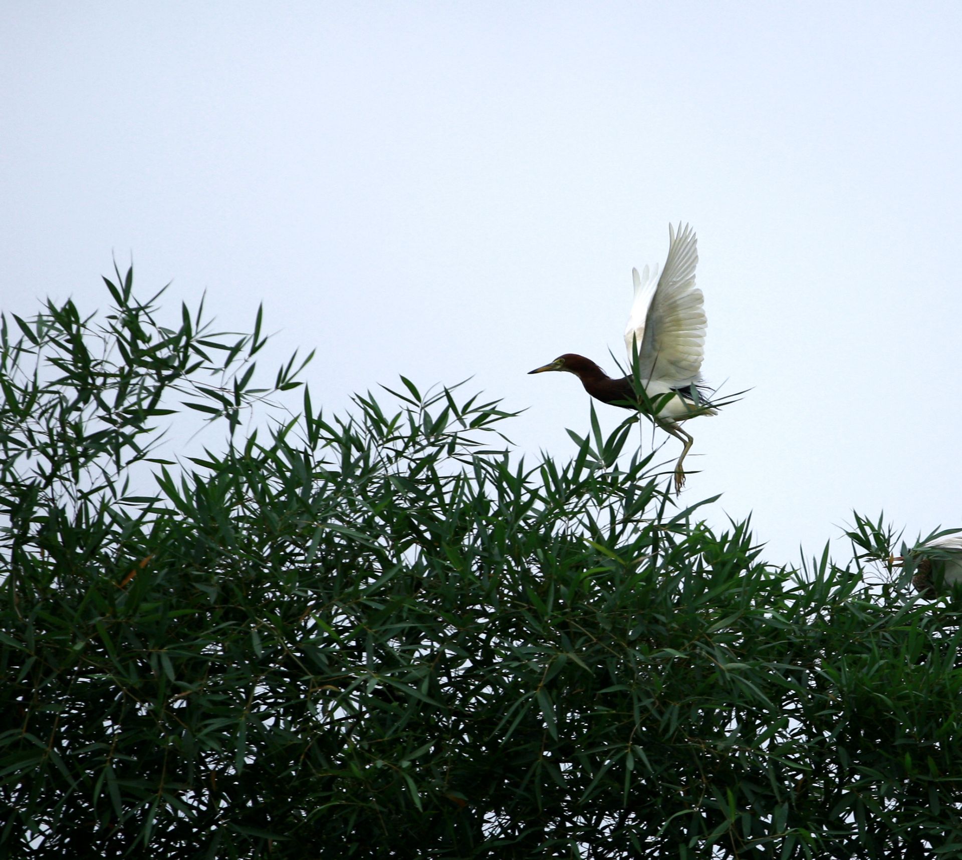 邕寧區(qū)：鷺鳥安家筑巢 生態(tài)美景如畫