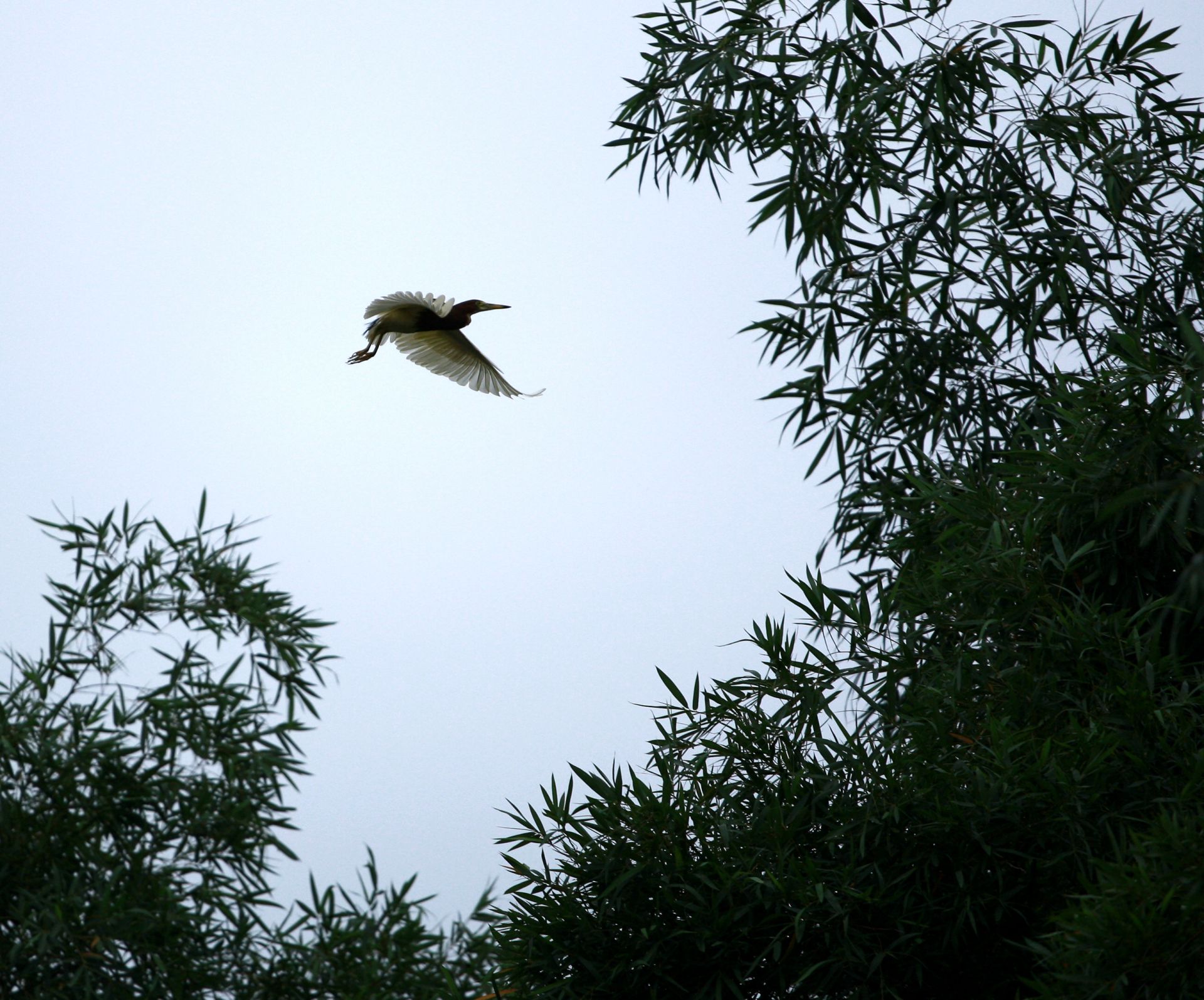 邕寧區(qū)：鷺鳥安家筑巢 生態(tài)美景如畫