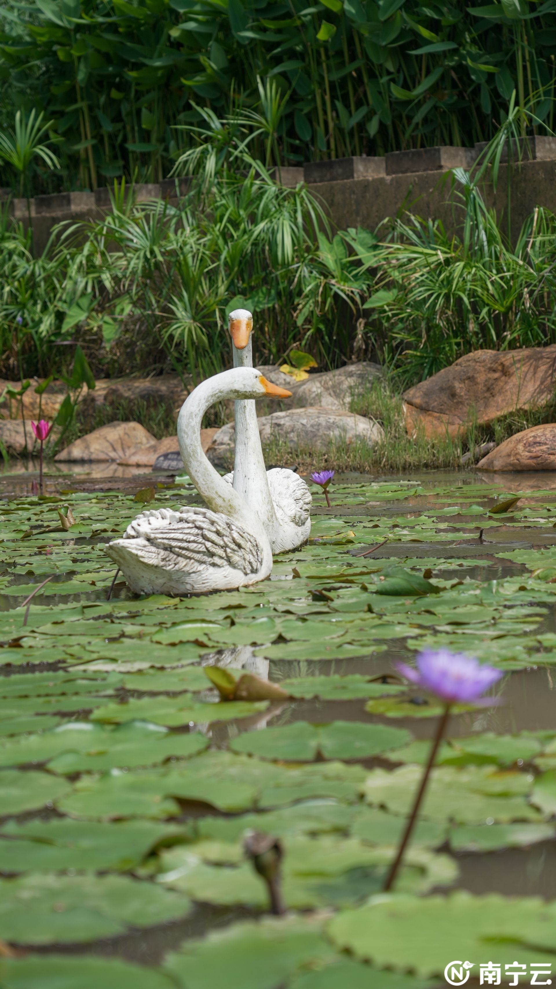 多種罕見品種亮相！本周六起，青秀山水生花卉觀賞季“荷”你清爽一夏