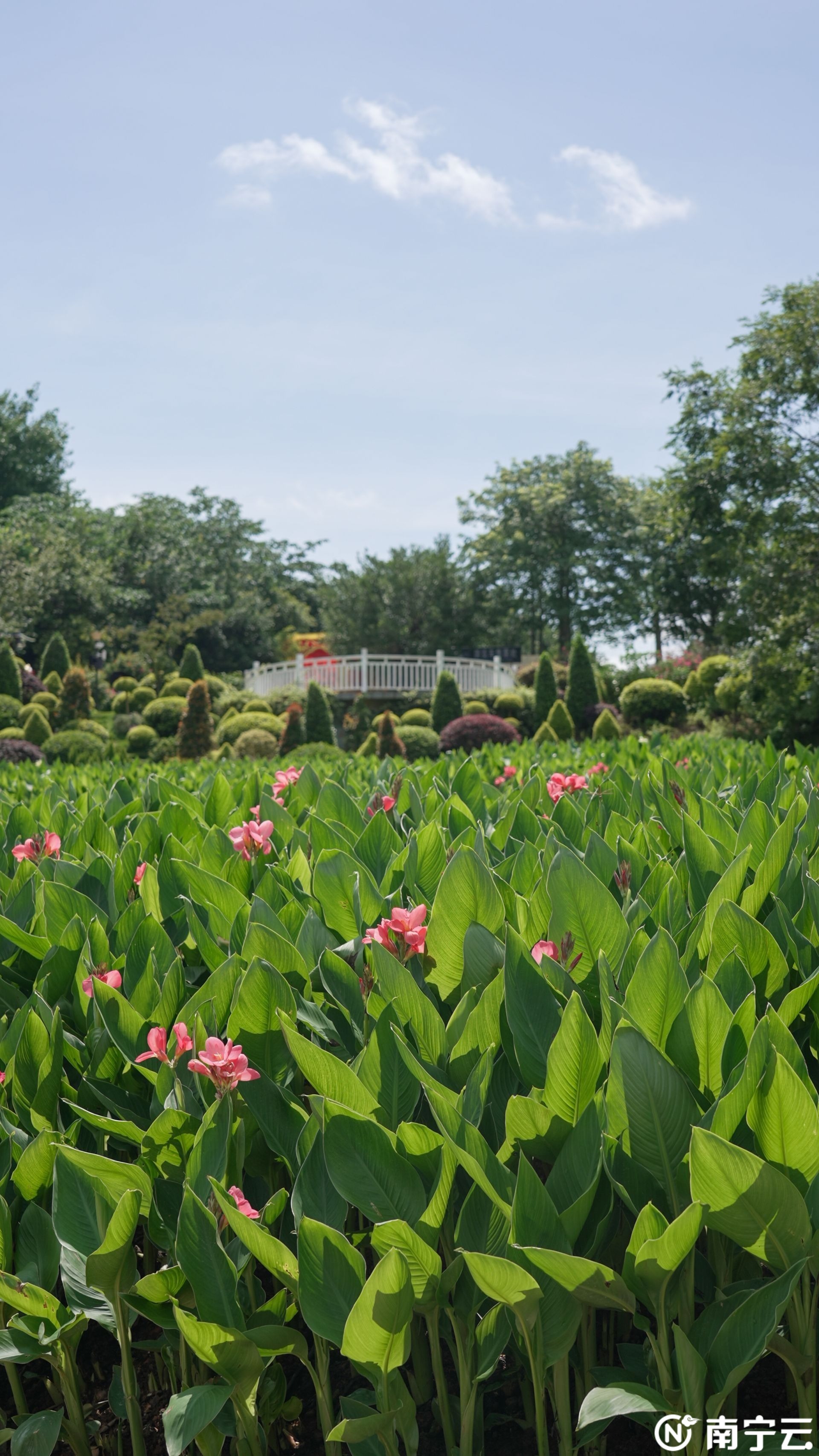 多種罕見品種亮相！本周六起，青秀山水生花卉觀賞季“荷”你清爽一夏