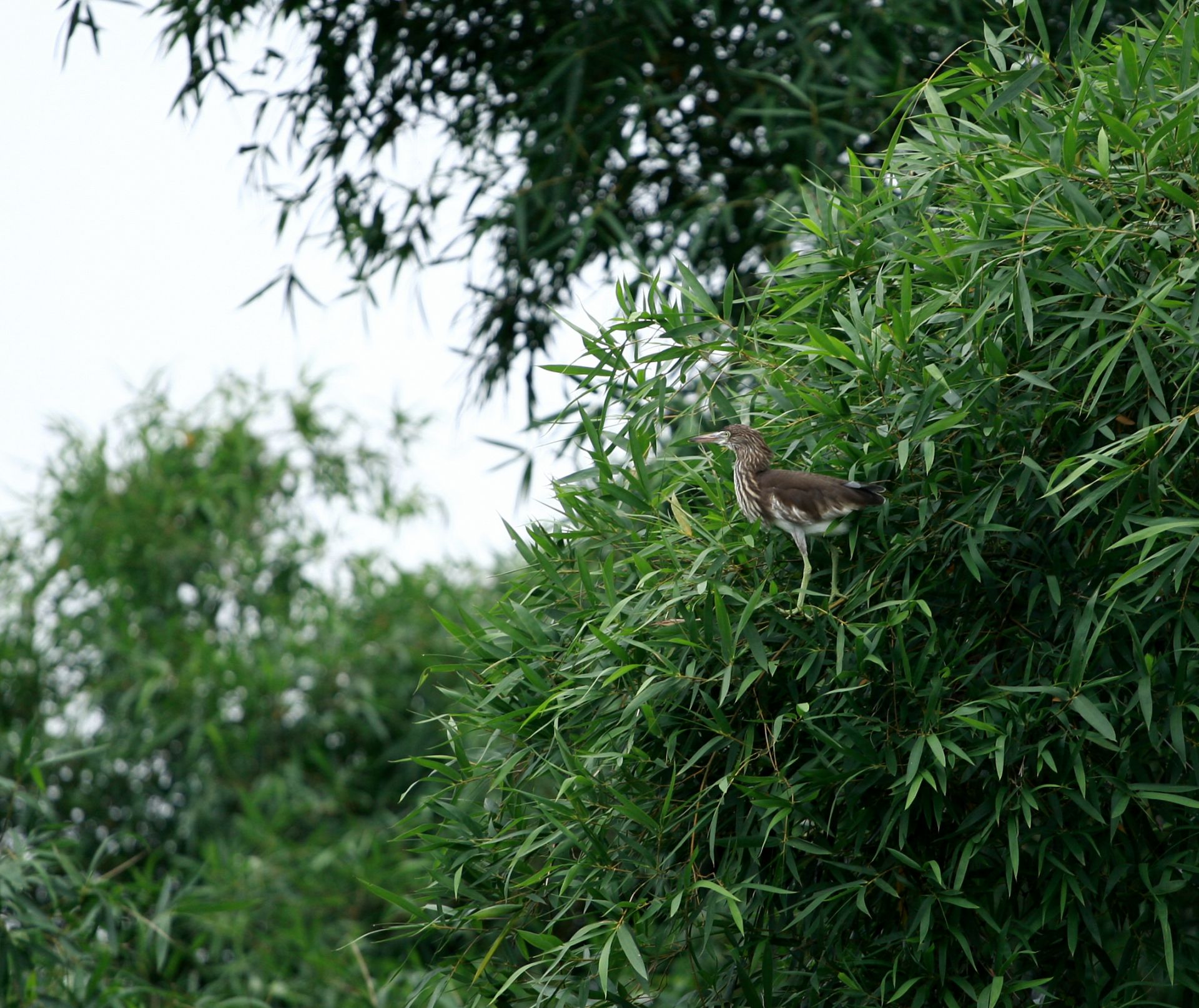 邕寧區(qū)：鷺鳥(niǎo)安家筑巢 生態(tài)美景如畫(huà)