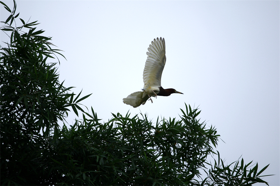 邕寧區(qū)：鷺鳥(niǎo)安家筑巢 生態(tài)美景如畫(huà)