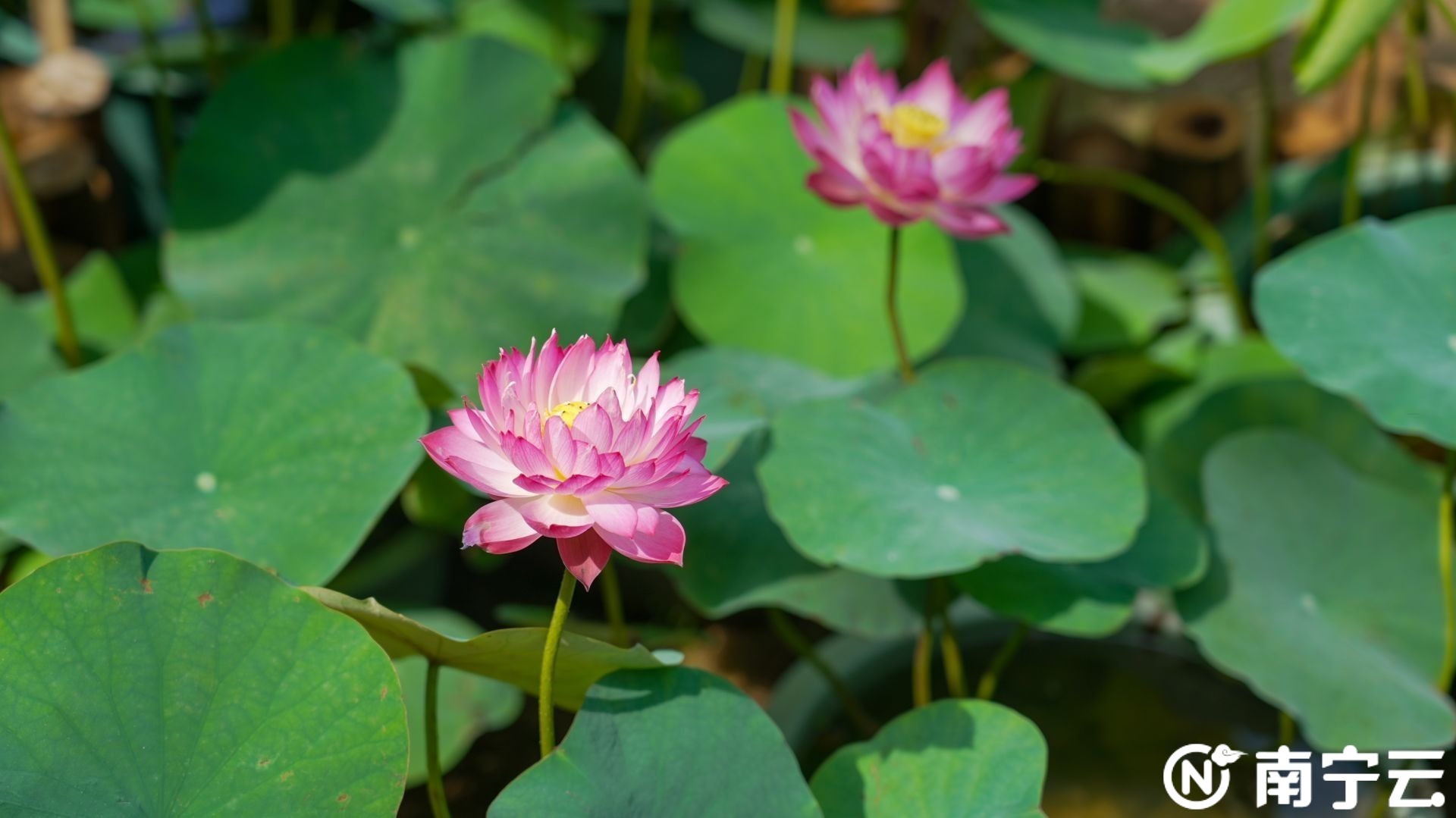 多種罕見品種亮相！本周六起，青秀山水生花卉觀賞季“荷”你清爽一夏