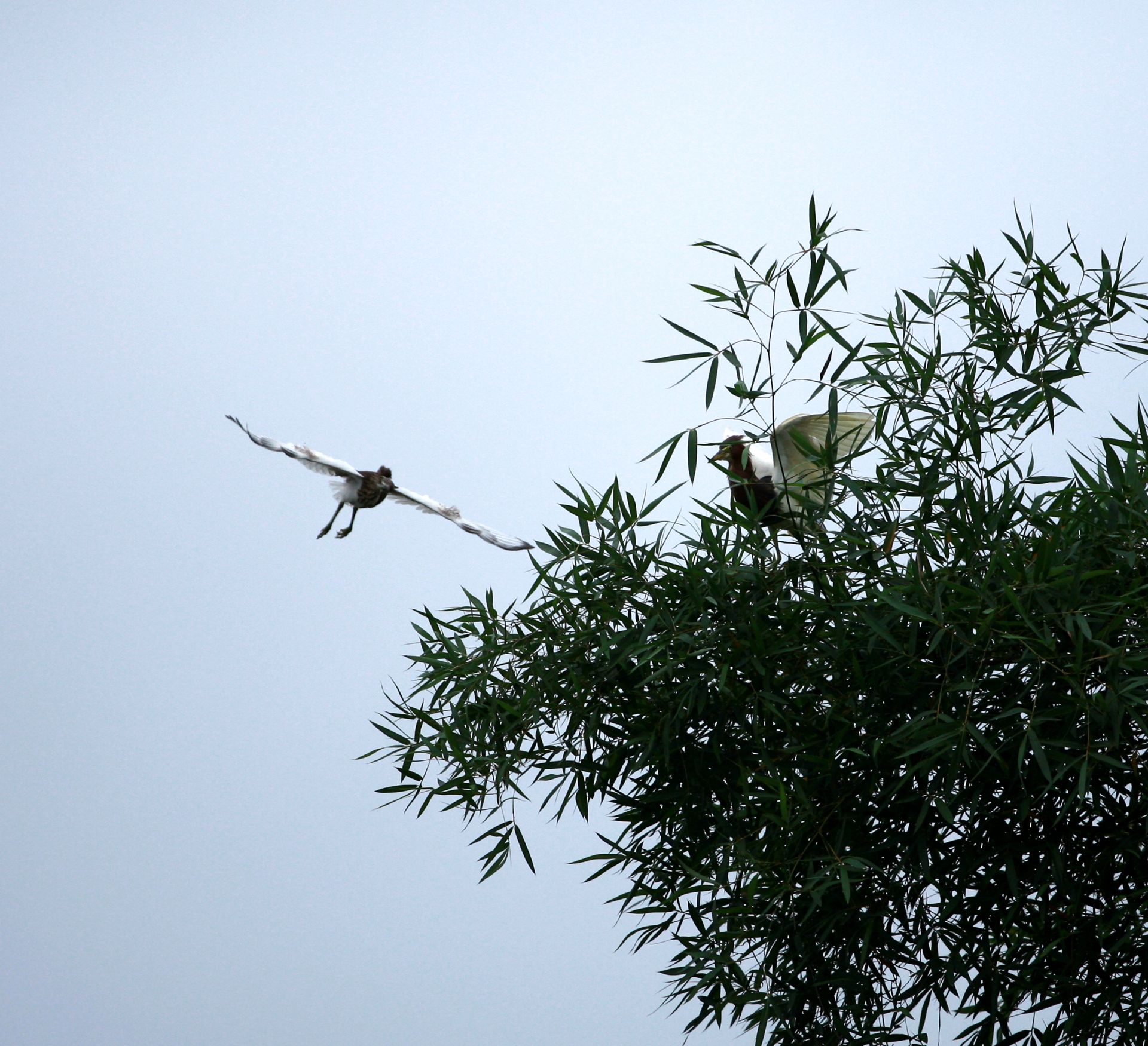 邕寧區(qū)：鷺鳥安家筑巢 生態(tài)美景如畫