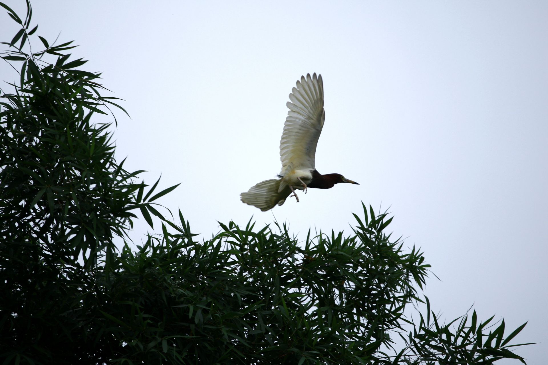 邕寧區(qū)：鷺鳥安家筑巢 生態(tài)美景如畫