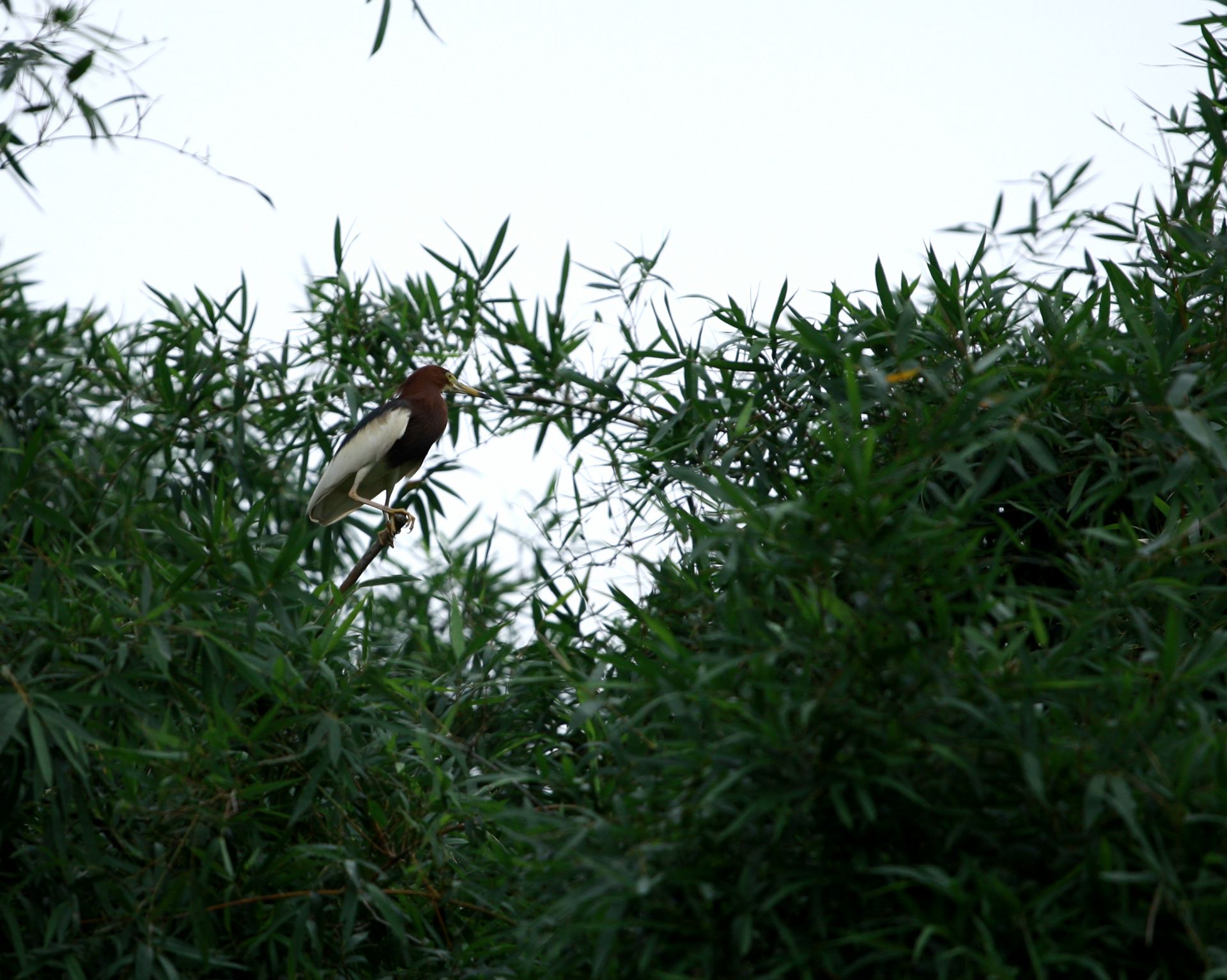 邕寧區(qū)：鷺鳥安家筑巢 生態(tài)美景如畫