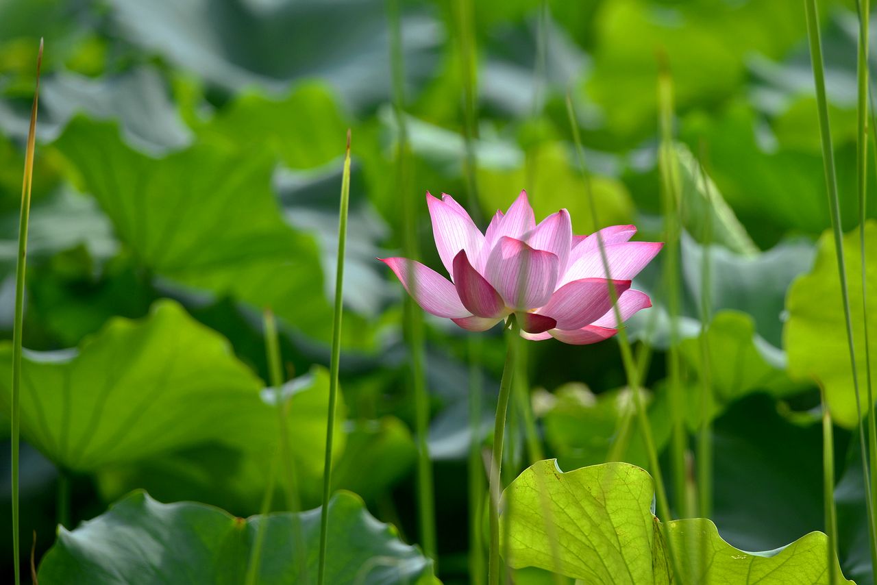 滿池夏意濃，良慶這個(gè)地方荷花綻放，驚艷一“夏”！