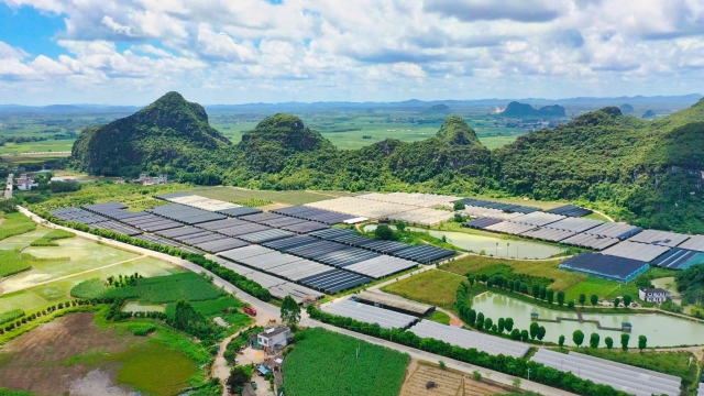 走进县城看发展|江南区：道地中药材开出致富“良方”