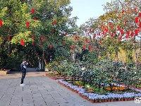 新春走基層丨大紅燈籠高高掛 南寧市金花茶公園年味十足