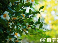 新春走基層|姹紫嫣紅 人民公園鮮花爭奇斗艷