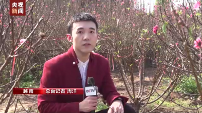 桃花爭艷春意鬧 新衣鮮粽 越南年味濃 