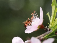 武鳴區(qū)：桃花枝頭春意鬧 踏春賞花醉游人