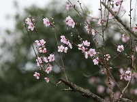 武鳴區(qū)：桃花枝頭春意鬧 踏春賞花醉游人